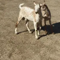 حیوونای اصیل|حیوانات مزرعه|تربت جام, میان جام|دیوار