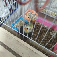 عروس هلندی جفت با قفس|پرنده|بندرعباس, |دیوار