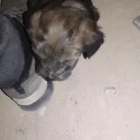 سگ شتیزو تریر|سگ|مشهد, شهید احمدی روشن|دیوار