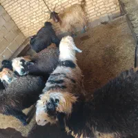 بیگ و بره|حیوانات مزرعه|گتوند, |دیوار