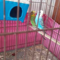 نرو ماده به شرط تخم گذاری