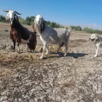 ۲بز آبستن سنگین چندقلو|حیوانات مزرعه|اردبیل, |دیوار