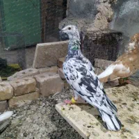 کبوتر گمشده