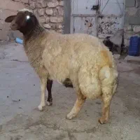 شک. گوسفند.میش