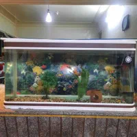 آکواریوم های حدود یک متری متنوع