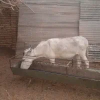 شیرالاغ داغ داغ