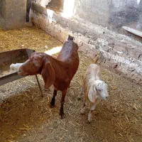 یک عدد بز زاییده|حیوانات مزرعه|نیشابور, شهرک رضوی|دیوار