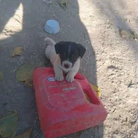 پاکوتاه|سگ|چناران, |دیوار