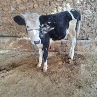 نژاد خوب هر دو ماده|حیوانات مزرعه|چرام, |دیوار