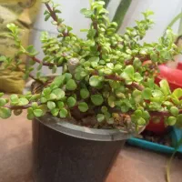 گل آپارتمانی زیر قیمت گلخونه|گل و گیاه طبیعی|یزد, |دیوار