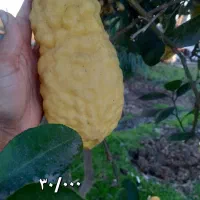 بادرنگ|خوردنی و آشامیدنی|شفت, |دیوار