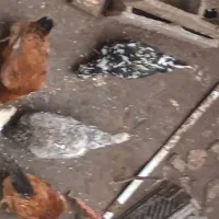 فروش تخم گلین|حیوانات مزرعه|رشت, پیرکلاچای|دیوار