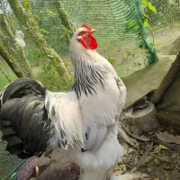 مرغ خروس برهما لایت ۲،۶۰۰۰۰۰