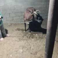 گاو با گوساله ماده
