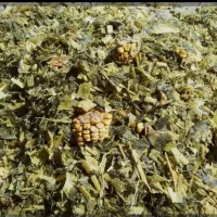 ذرت علوفه ای سیلو شده|عمدهفروشی|لاجان, |دیوار