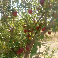 باغ ۱۵۰۰ متری ، باغشهر غزال سهرین،  امکانات کامل|فروش خانه و ویلا|قره پشتلو, |دیوار