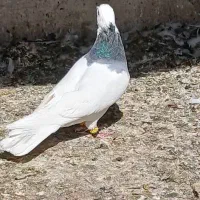 پرنده بهبونی طوق سبز کله ای هویی|پرنده|شیراز, ویلاشهر|دیوار
