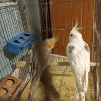 پرنده عروس هلندی