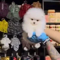 واگذاری پامرین جذاب رایگان
