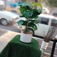 درختچه های مصنوعی.گیرین وال .چمن مصنوعی