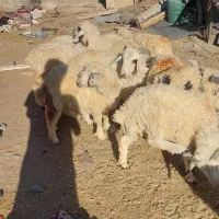 بره نر|حیوانات مزرعه|بافت, |دیوار