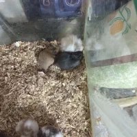 حیوانات خانگی|موش و خرگوش|بیرجند, |دیوار