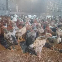 جوجه ۲ ماهه تخم نطفه دار بوقلمون بوقلمون کرچ