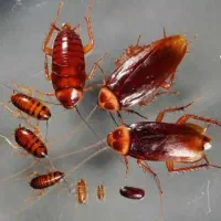 قاتل سوسک وحشرات موذی