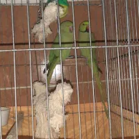 طوطی ملنگو جفت