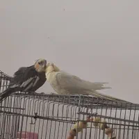 عروس هلندی|پرنده|تهران, گلستان (شهرک راه آهن)|دیوار