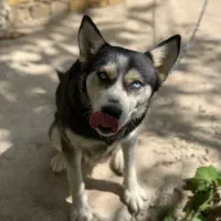 سگ هاسکی|سگ|گلپایگان, |دیوار