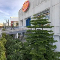 باریستا و بستنی زن