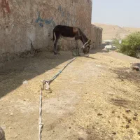 فروش الاغ|حیوانات مزرعه|دهدشت, |دیوار