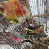 فروش جوجه عروس هلندی 1ماهه کاملا تربیت شده|پرنده|بجنورد, |دیوار