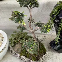 بنسای کلکسیونی|گل و گیاه طبیعی|شیراز, قصرالدشت|دیوار