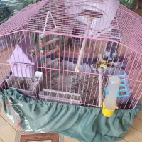 پرنده قناری|پرنده|برازجان, |دیوار