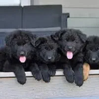 روتواایلر کین کورسوو دوبرمن بلک توله سگ ژرمن رکسی|سگ|تهران, شهرک غزالی|دیوار