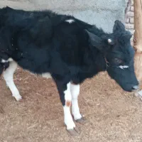 گوساله ماده