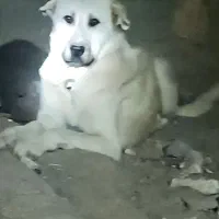 سگ نگهبان|سگ|بستان آباد, |دیوار