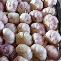 سیر  گرمسار ارگانیک درشت