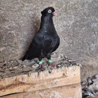 سلام دوستان تو عکس مشخص الکی سوال نپرسید