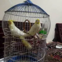 یک جفت عروس هلندی|پرنده|بومهن, |دیوار