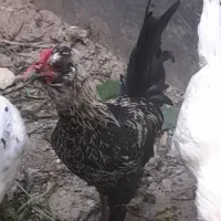 خروس گلین