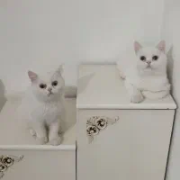 تخفیف ویژه دو تا توله ترکیش هرکدام ۴ میلیون