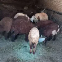 بره داشتی