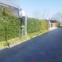 هرس درختان میوه و هرس فرم تزئینی|خدمات باغبانی و درختکاری|هشتگرد, تهران دشت|دیوار