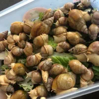 حلزون آلبینو