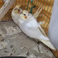 جوجه عروس هلندی