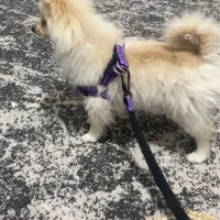 توله پامر خرسی