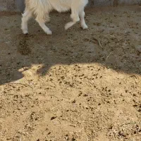 بزغاله ماده